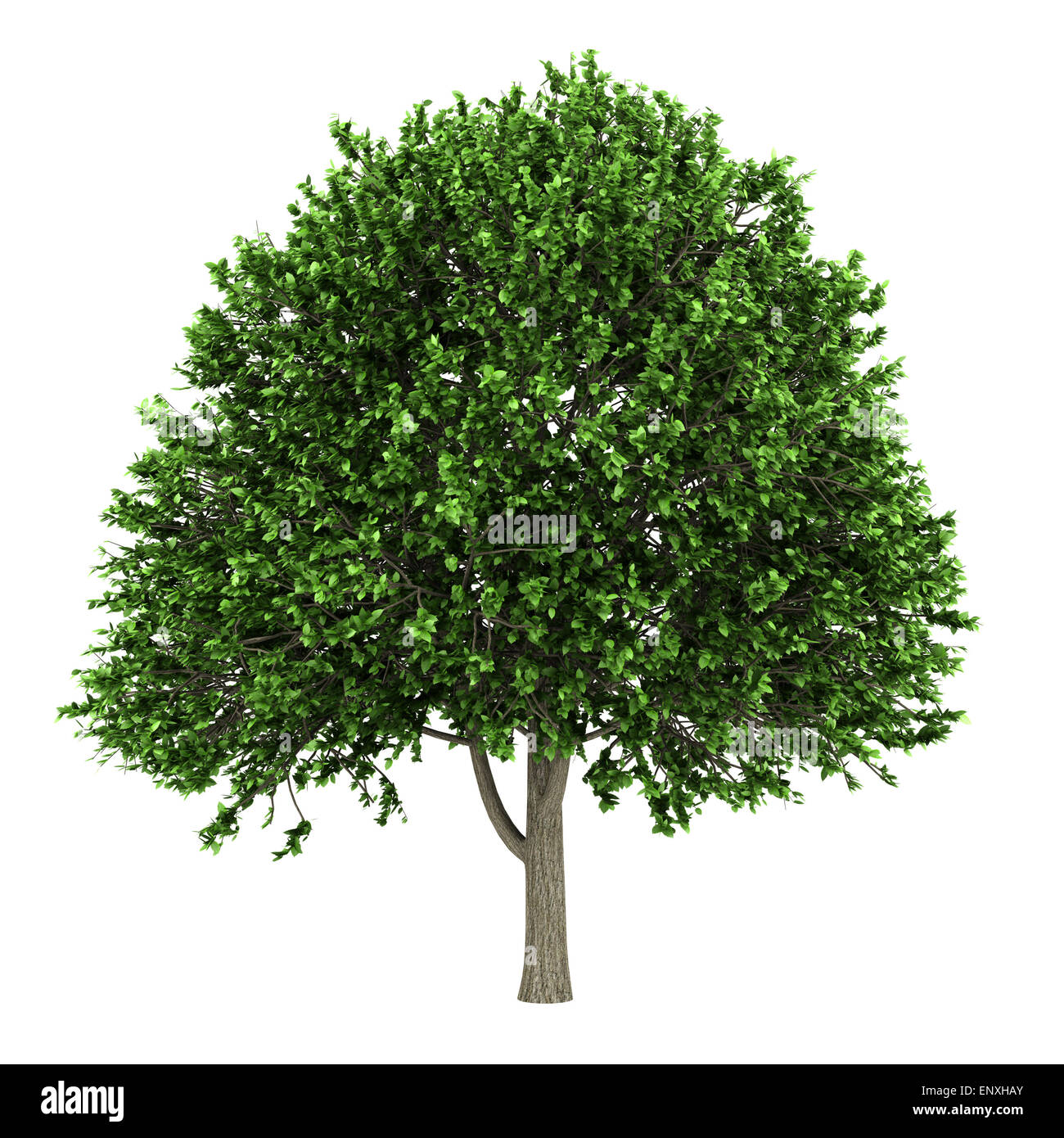 American elm tree isolati su sfondo bianco Foto Stock