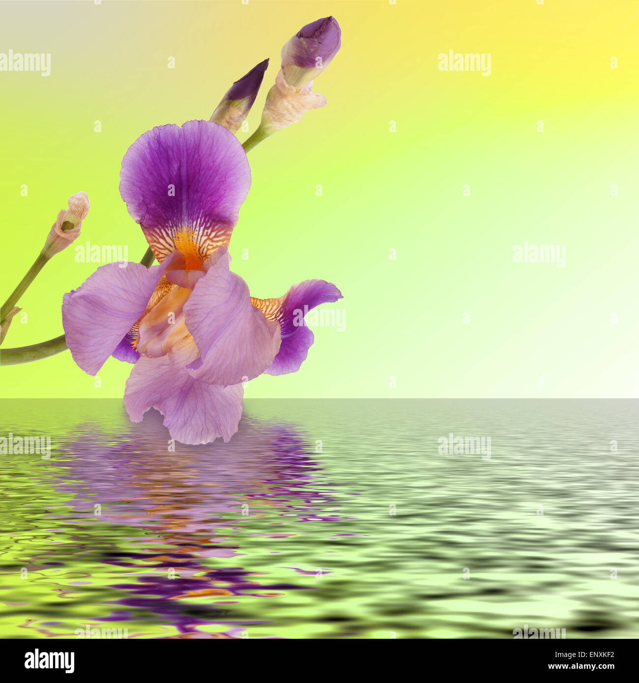 Bel fiore iris riflesso nell'acqua Foto Stock