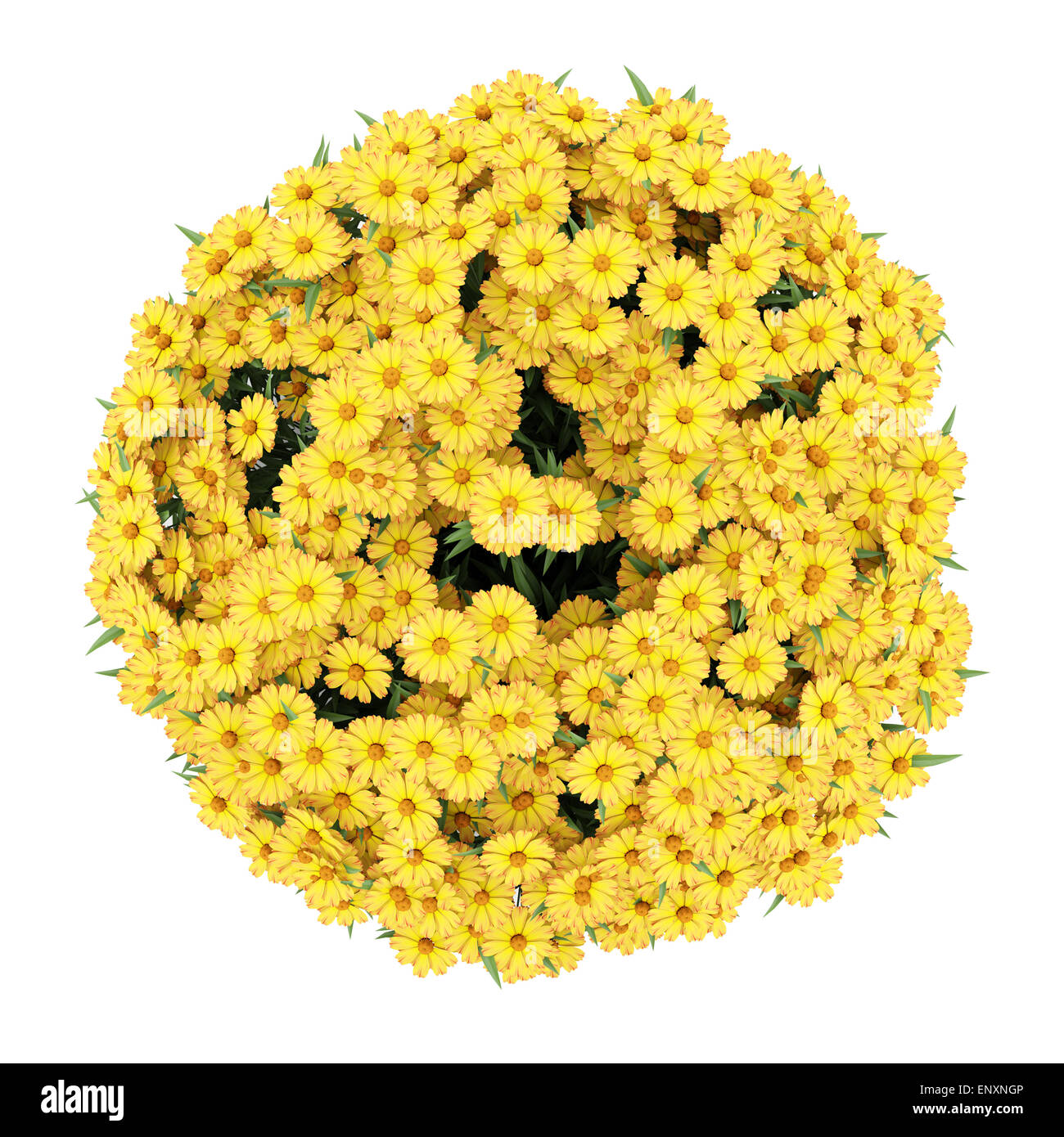 Vista superiore del giallo dei fiori sneezeweed isolato Foto Stock