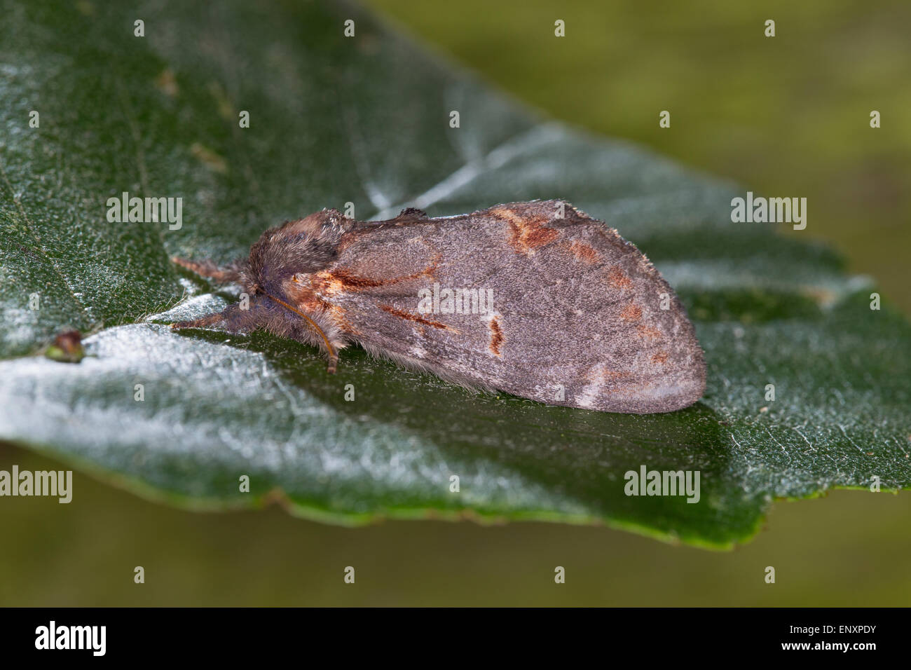 Ferro, prominente Dromedar-Zahnspinner, Dromedarspinner, Erlen-Zahnspinner, Notodonta dromedarius, Zahnspinner, Notodontidae Foto Stock