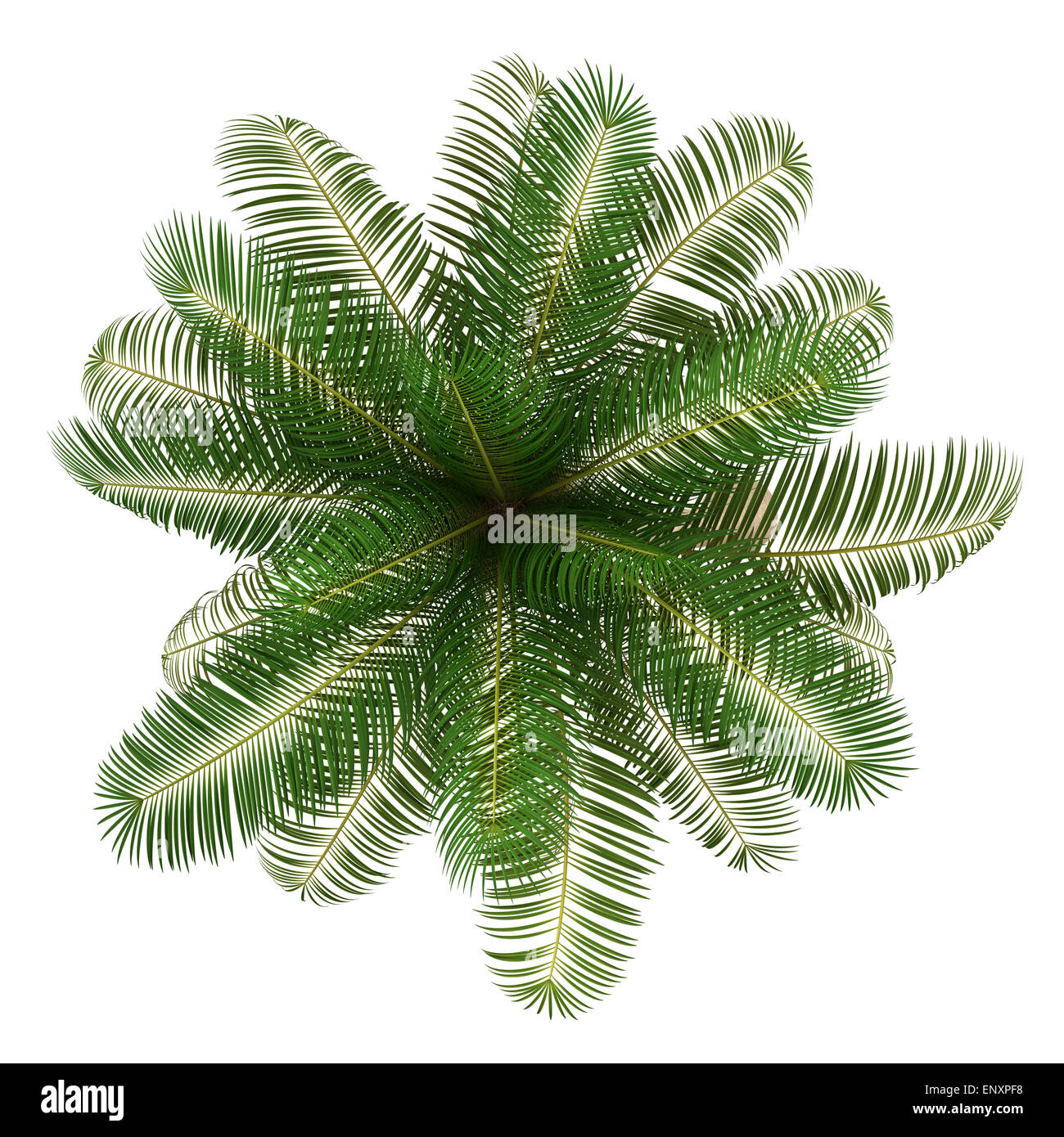 Vista superiore della palma da cocco albero isolato su bianco Foto Stock