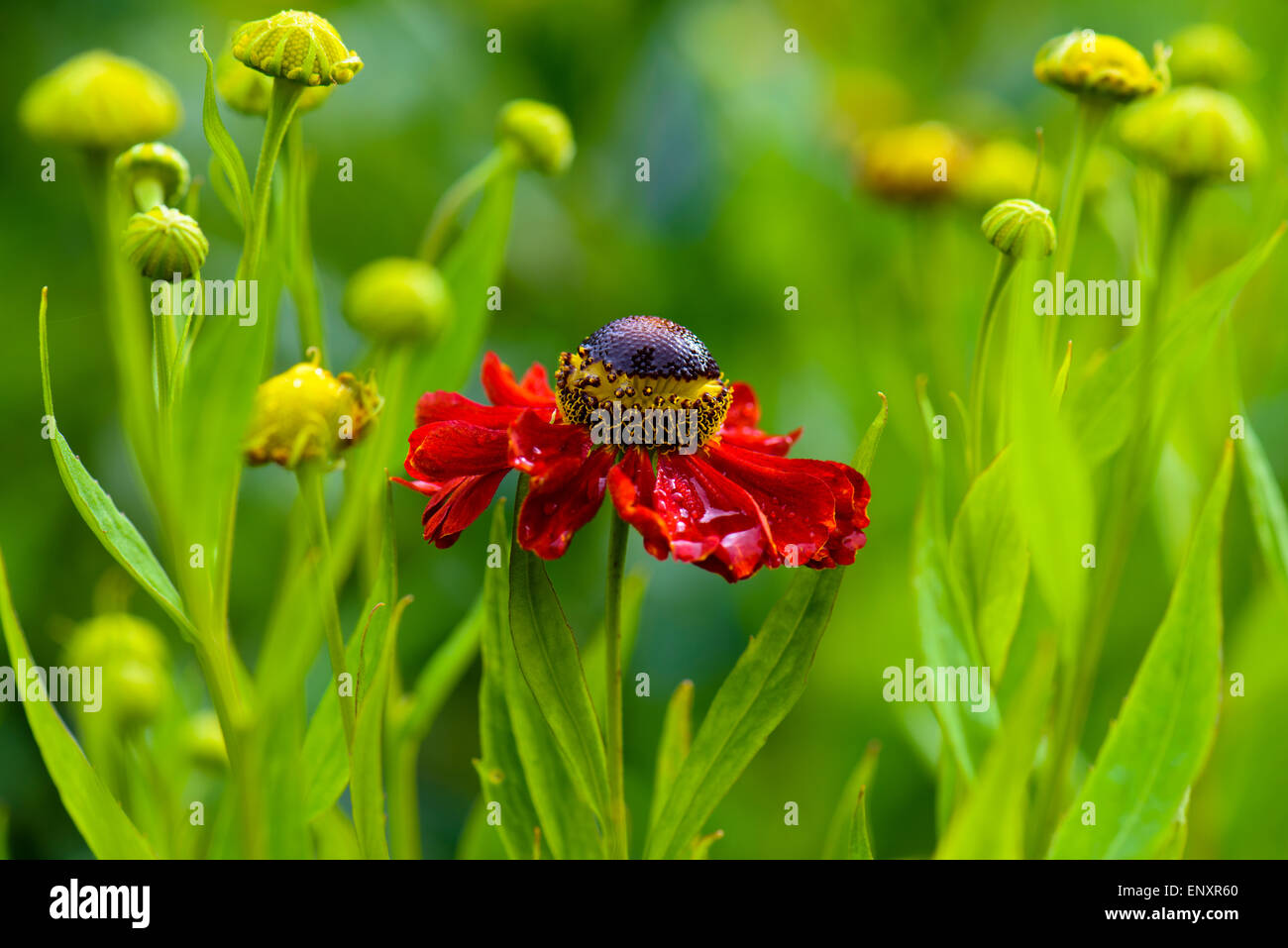 Rudbeckia rosso Foto Stock