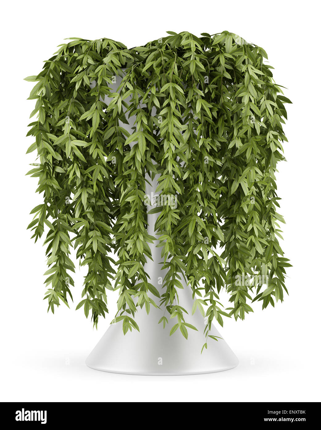 Arrampicata decorativo pianta in vaso isolato su bianco Foto Stock