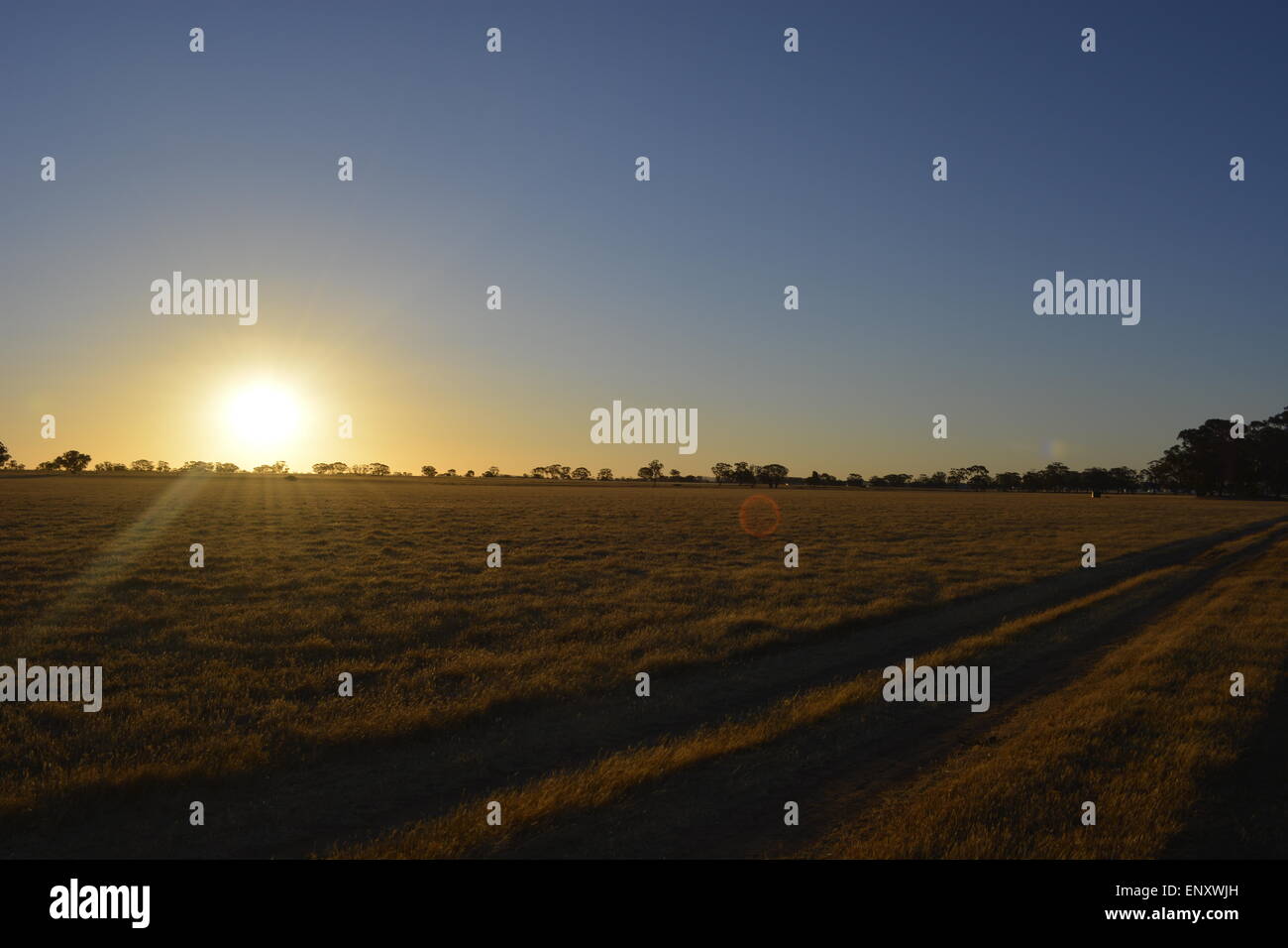Tramonto australiano, campi dorati, sereno, Erba terre, Bel Tramonto, oro. Foto Stock