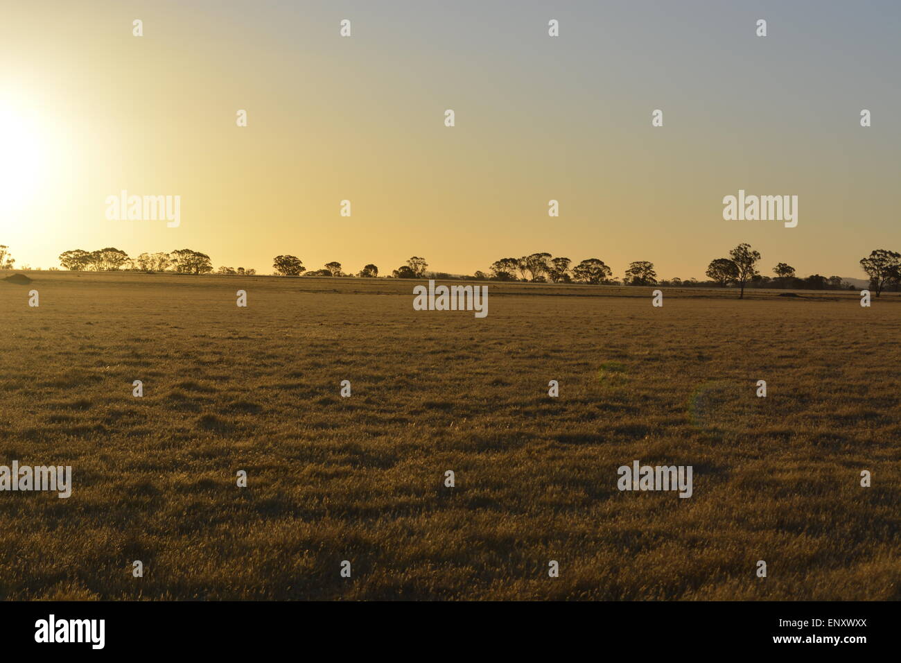 Tramonto australiano, campi dorati, sereno, Erba terre, Bel Tramonto, oro. Foto Stock