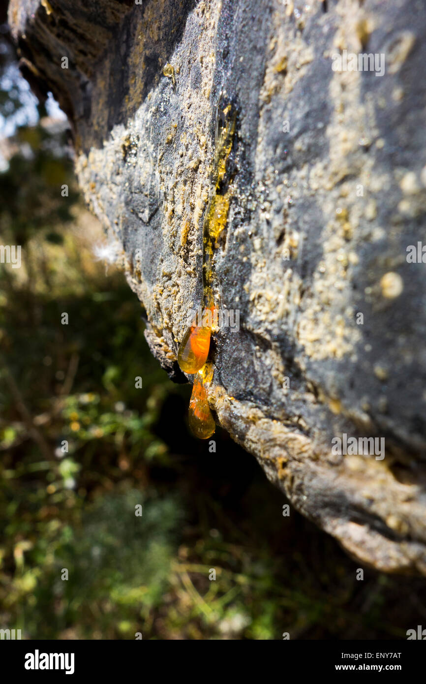 Sun di luce che cade su un tronco di albero con passo liquido/ tree gum correndo giù. La foto è stata scattata in un area protetta in Malta. Foto Stock