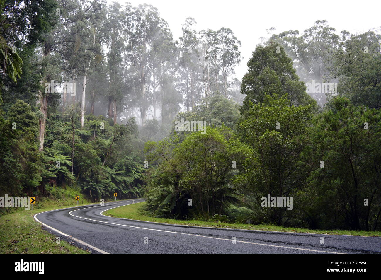 Misty Forrest Road, Australian Alpine Road, la strada innevata, strada di montagna, Forrest Road Foto Stock