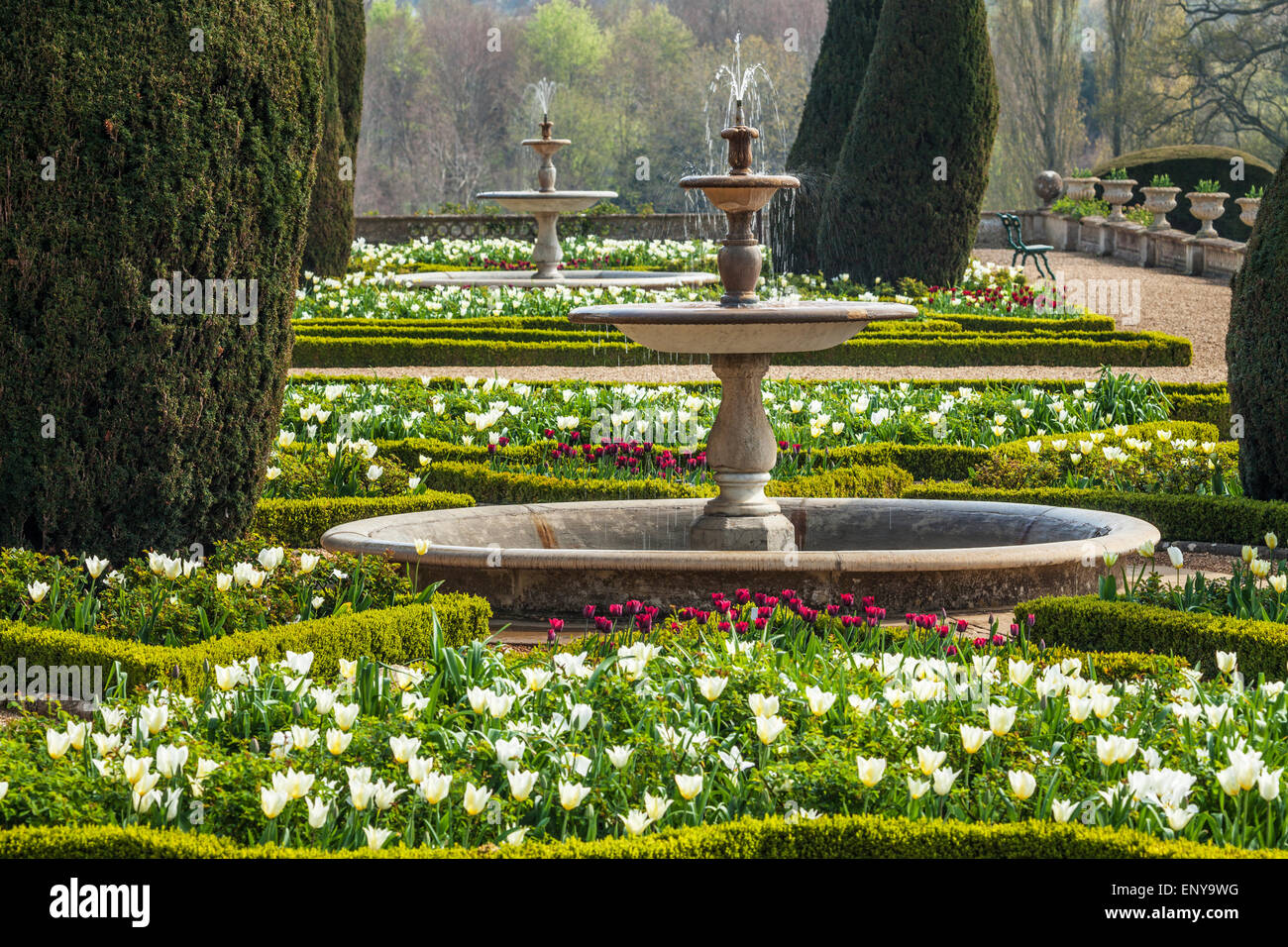 I tulipani sulla terrazza della struttura Bowood House nel Wiltshire. Foto Stock