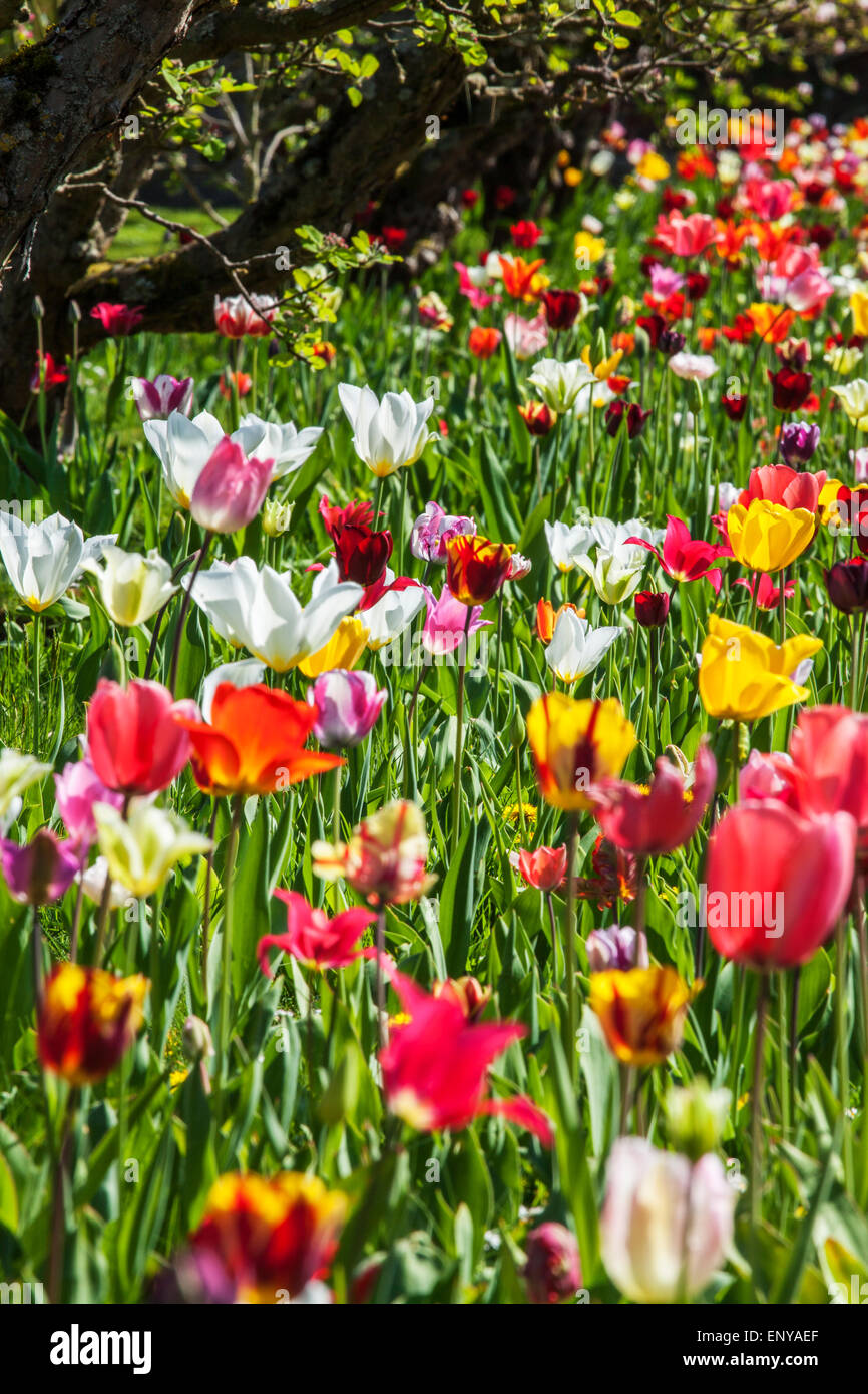 Tulipani nel giardino privato recintato a Bowood House nel Wiltshire. Foto Stock