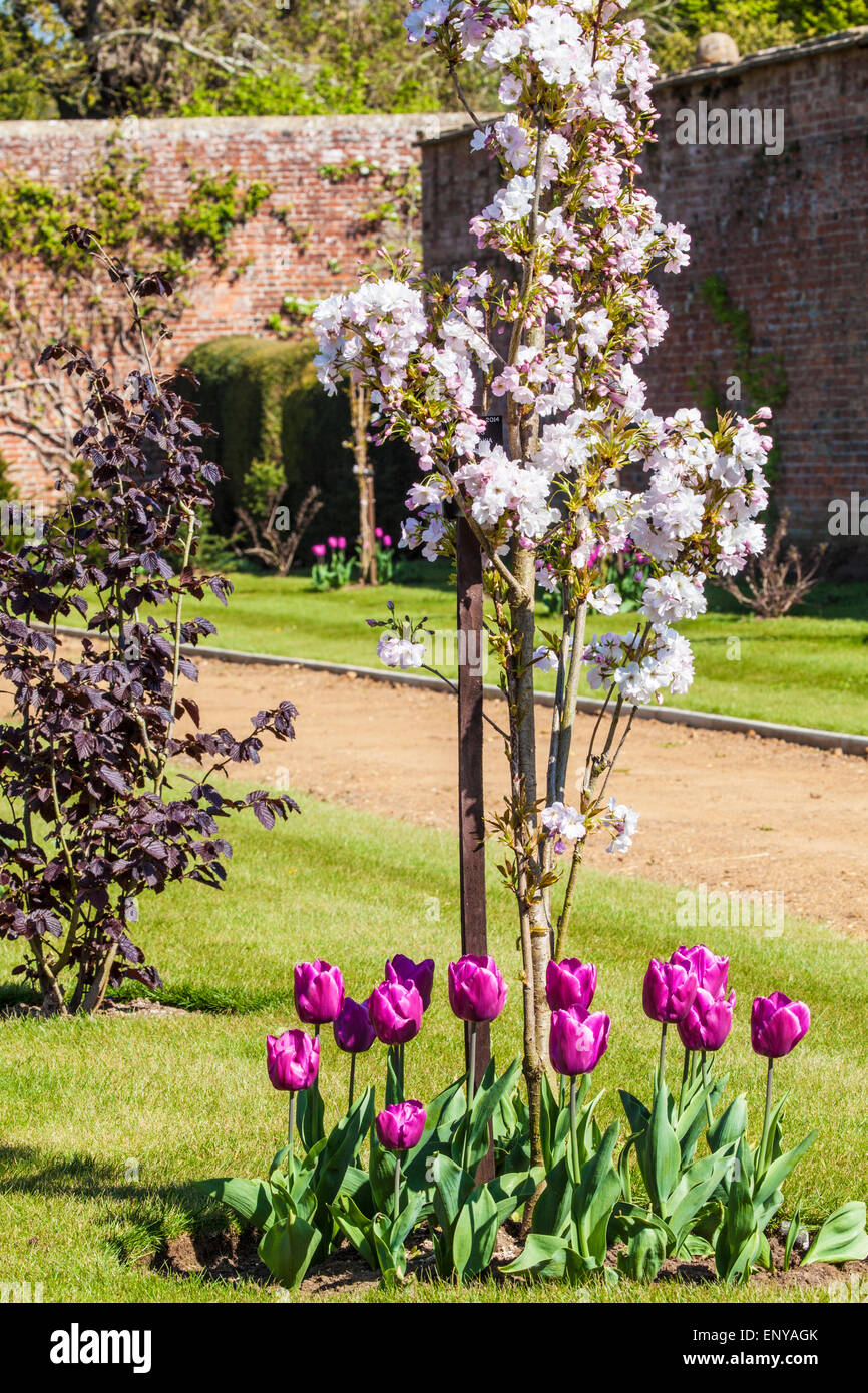 La fioritura dei ciliegi e tulipani lungo il nocciolo di camminare nel giardino privato recintato a Bowood House nel Wiltshire. Foto Stock