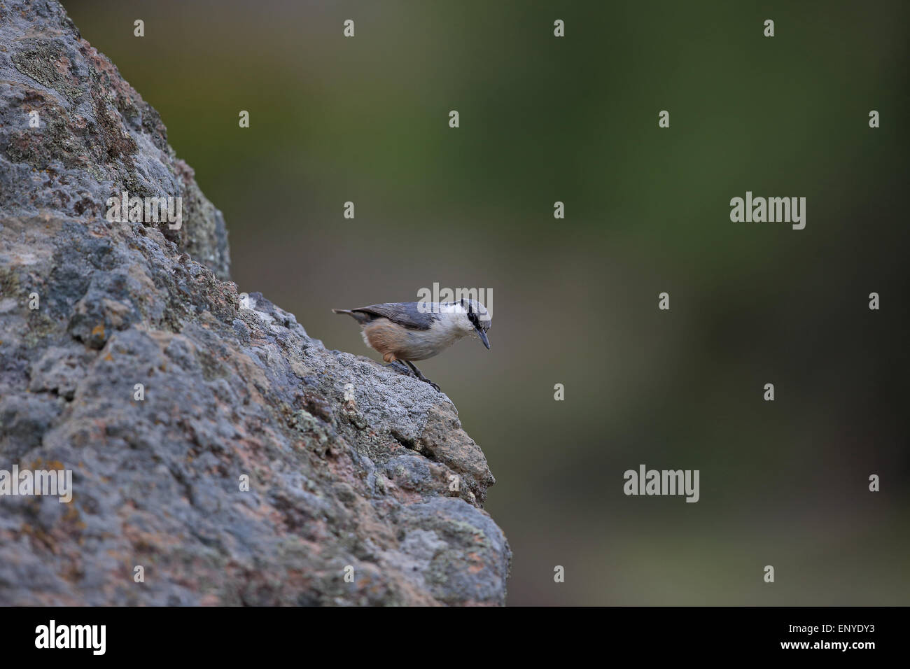 Roccia occidentale picchio muratore (Sitta neumayer) Foto Stock