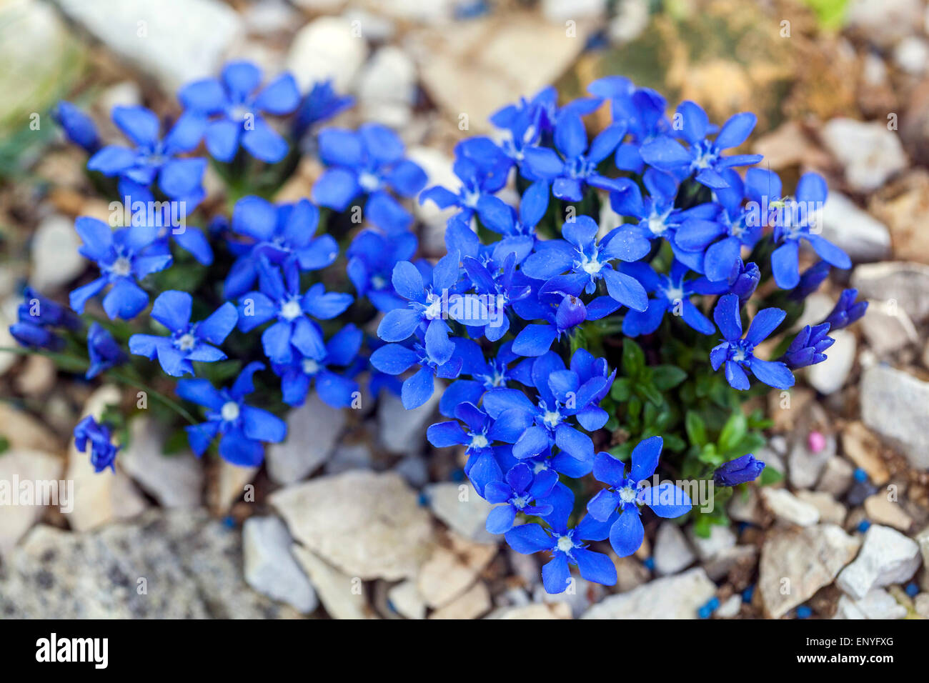 Primavera gentile, giardino alpino della Gentiana verna Foto Stock