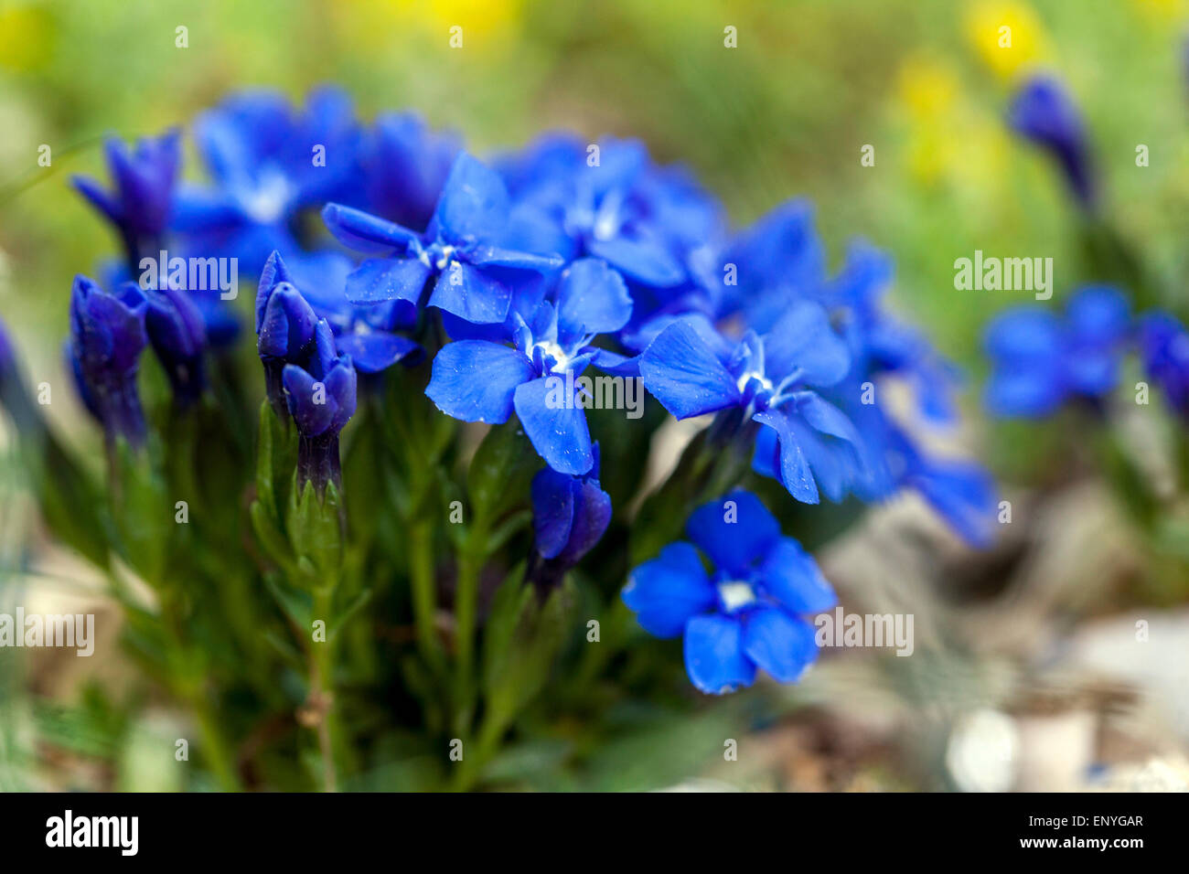 La molla genziana, Gentiana verna Foto Stock