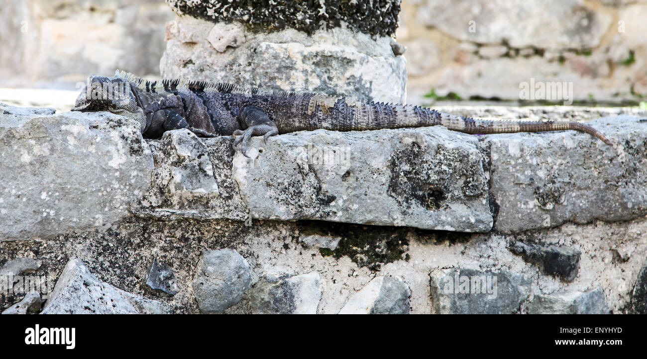 Una lucertola sulle rovine di Tulum, il sito di un'antica città murata della civiltà Maya sulla penisola di Yucatán, Quintana Roo, Messico Foto Stock