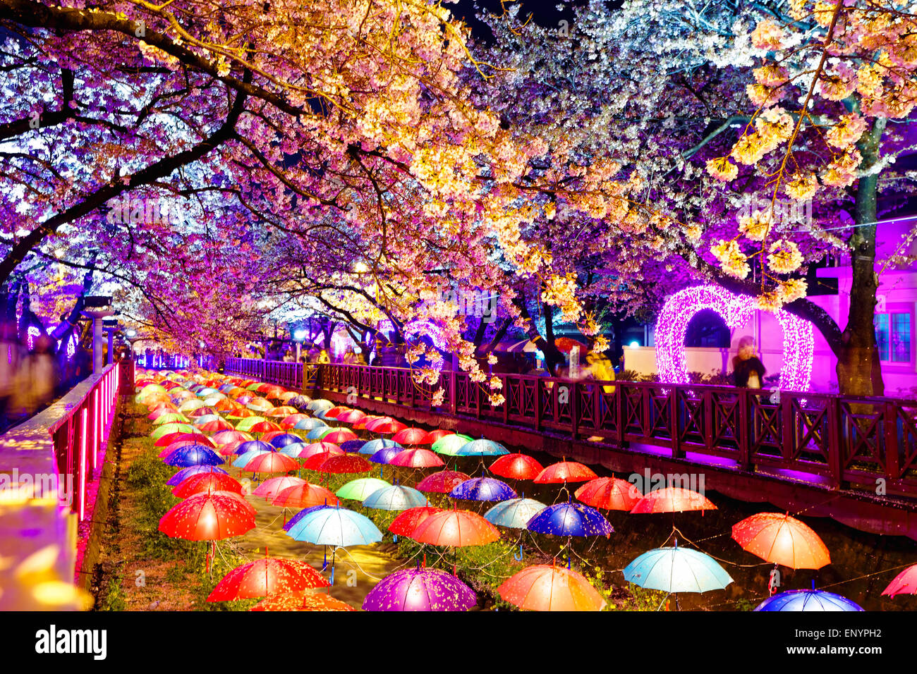 Di notte fiori ciliegio, città di Busan in Corea del Sud Foto Stock