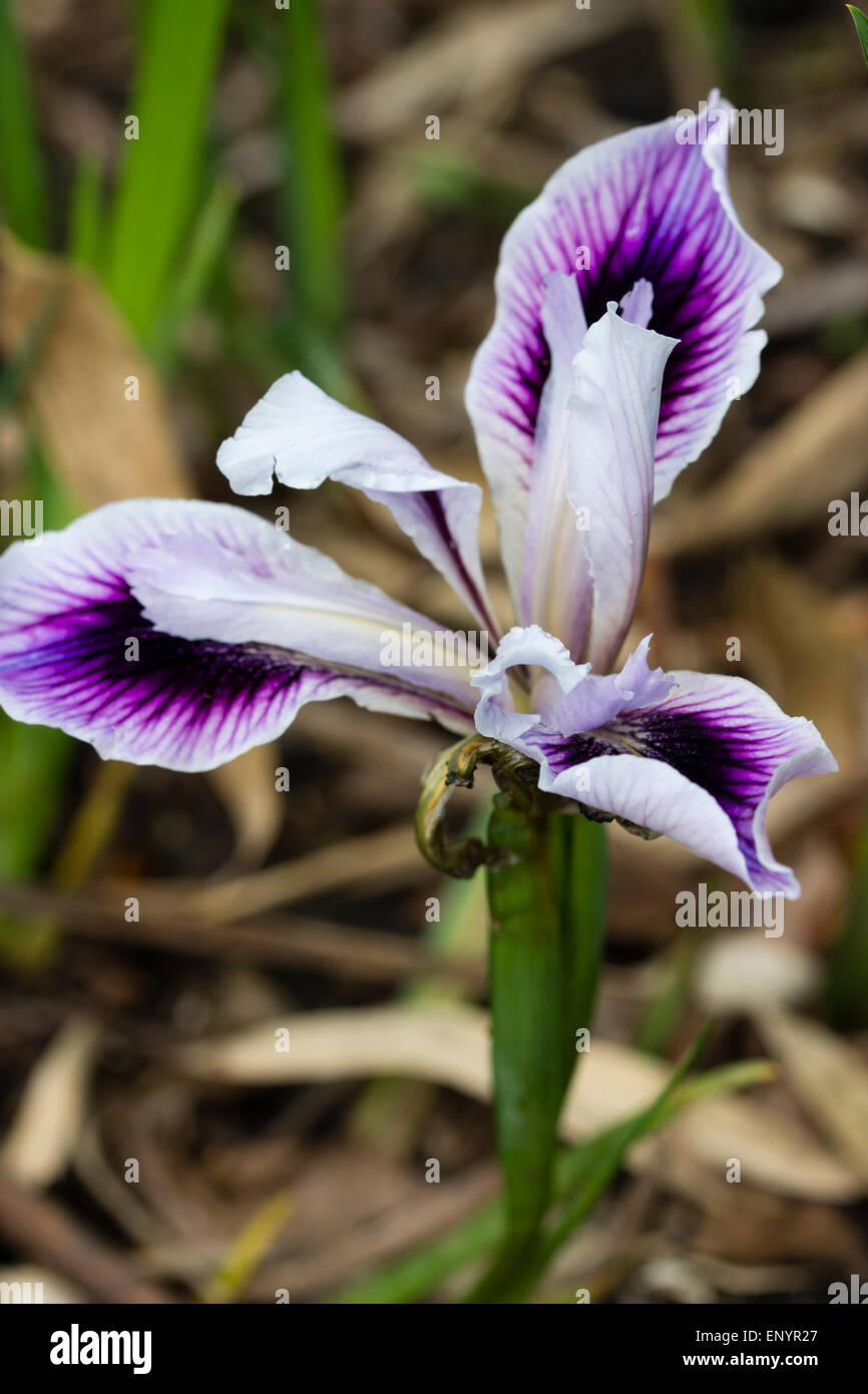 Fiore di Mitchell award wining Pacific Coast ibrido, Iris douglasiana 'Amiguita' Foto Stock
