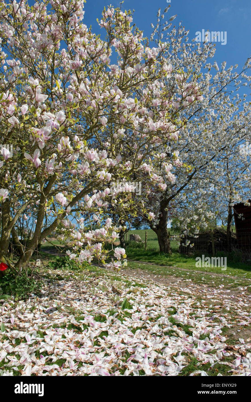 Petali che cade su di una grande fioritura x Magnolia soulangeana tree, dietro è una fioritura di ciliegio selvatico albero sia impostato contro un blu Foto Stock