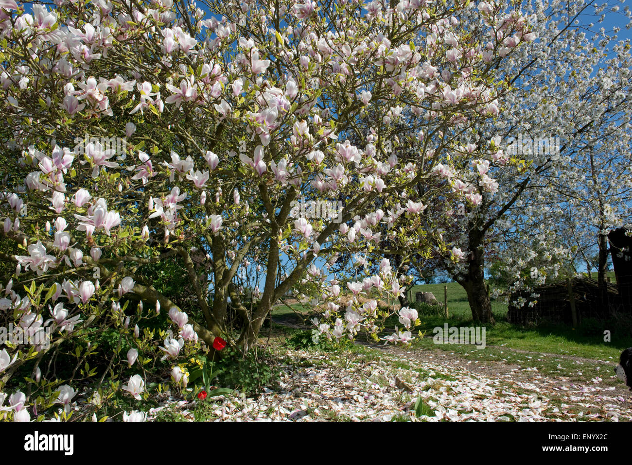 Petali che cade su di una grande fioritura x Magnolia soulangeana tree, dietro è una fioritura di ciliegio selvatico albero sia impostato contro un blu Foto Stock