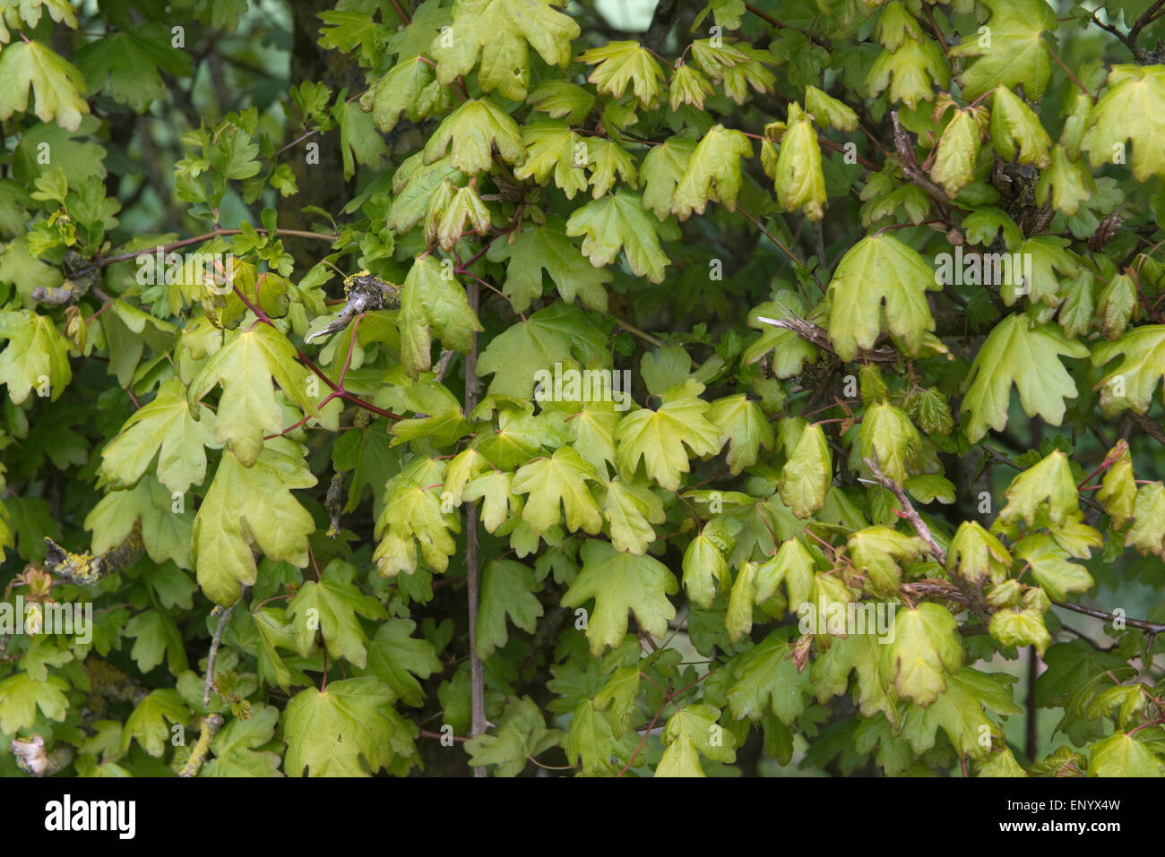 Foglie giovani di una siepe di acero campestre, Acer campestre, in primavera, Berkshire, Aprile Foto Stock