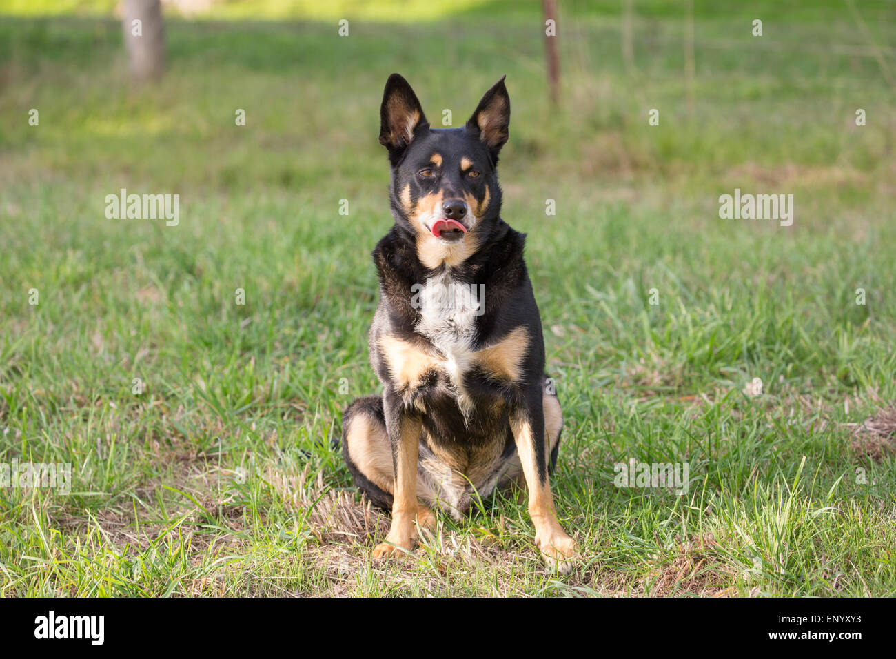 Kelpie, sheepdog australiano Foto Stock