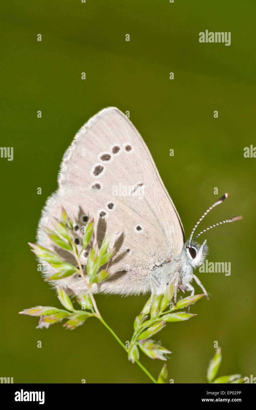 Vista di profilo di un'argentea blue butterfly, Glaucopsyche lygdamus, appollaiato su un seme di erba-testa. Foto Stock