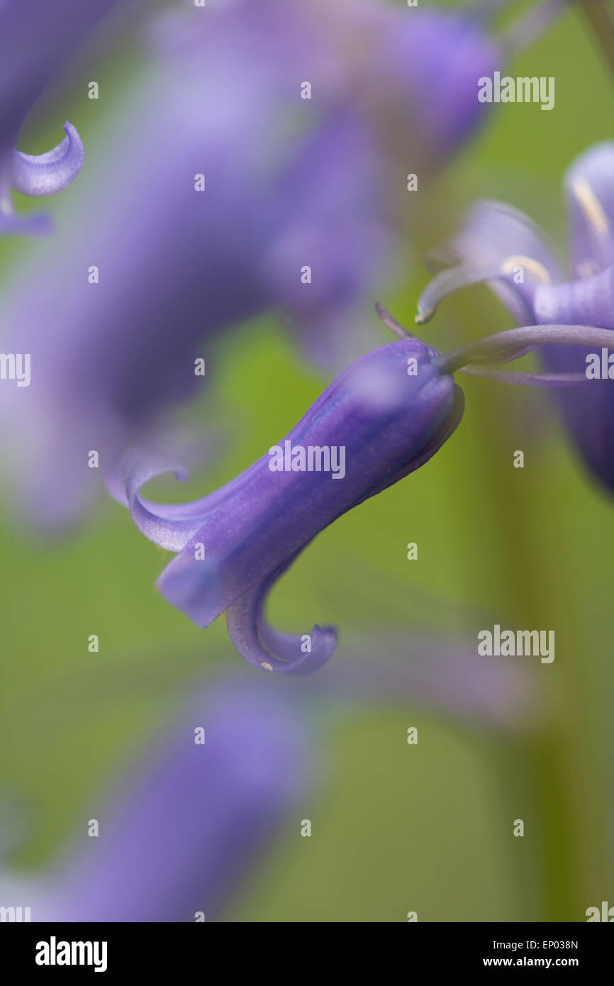 Bluebell: Hyacinthoides non scripta. Surrey, Inghilterra Foto Stock