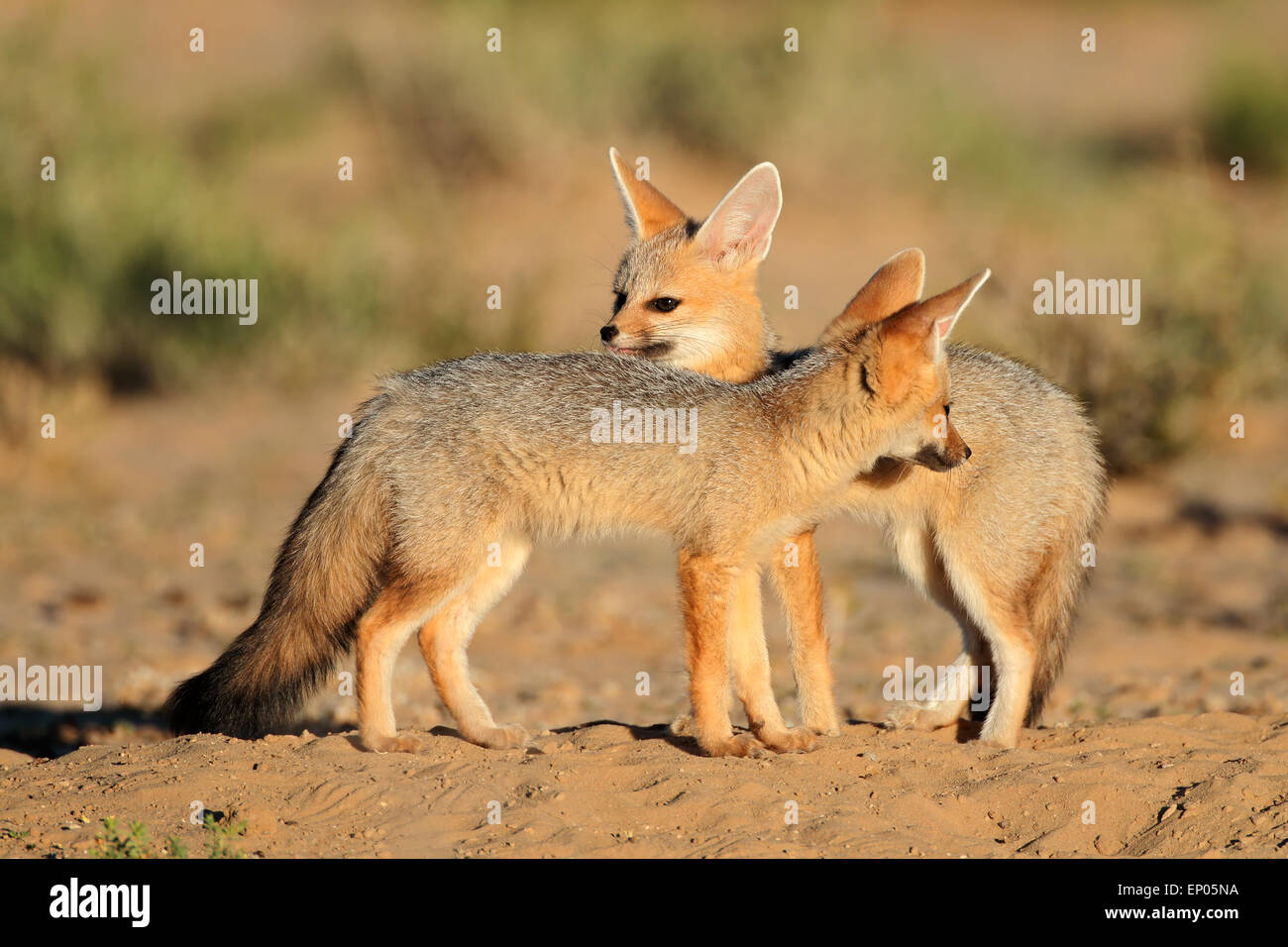 Capo volpe (Vulpes vulpes chama) al loro den, deserto Kalahari, Sud Africa Foto Stock