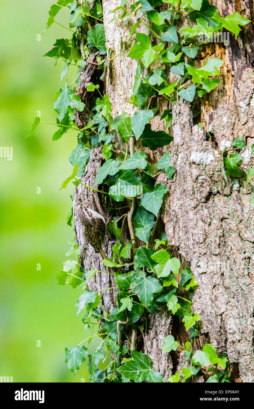 Albero superriduttore al suo nido in Ynyshir RSPB riserva, Ceredigion Foto Stock