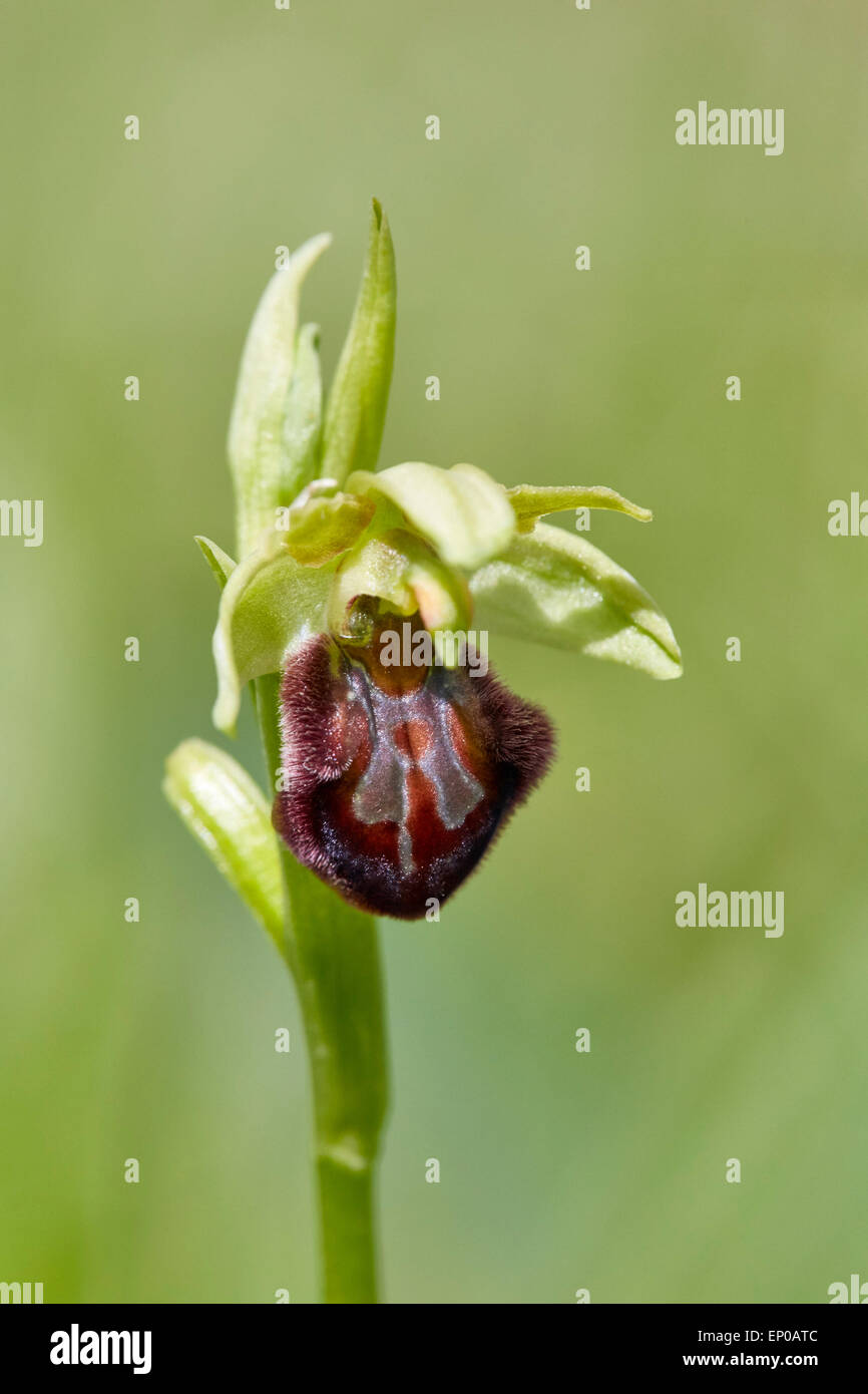 Inizio Spider Orchid (Ophrys sphegodes). Howell Hill Riserva Naturale, Ewell, Surrey, Inghilterra. Foto Stock