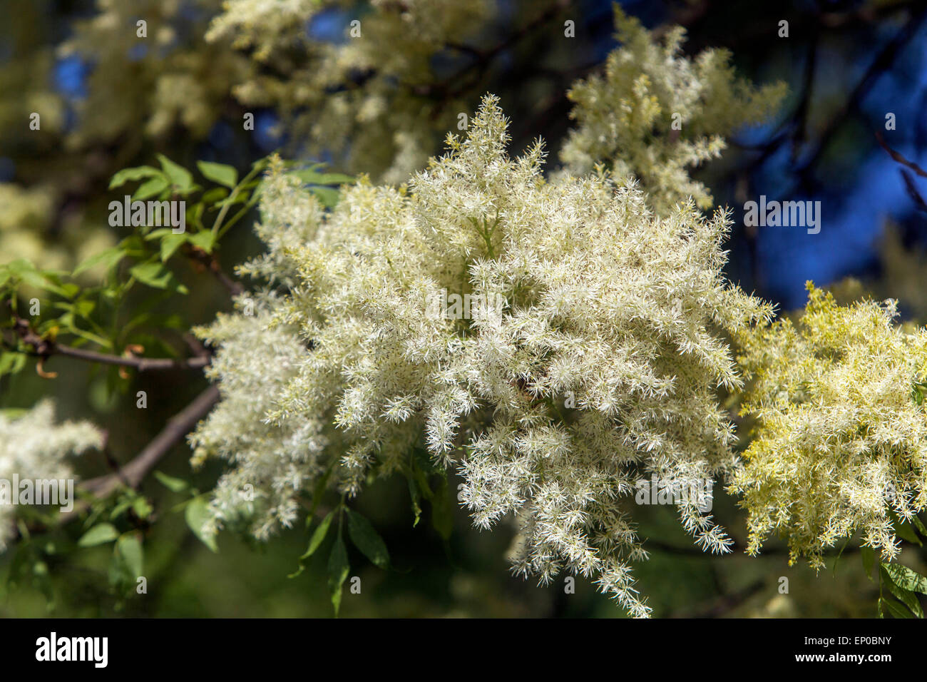 Manna Frassino fiori Fraxinus ornus Foto Stock