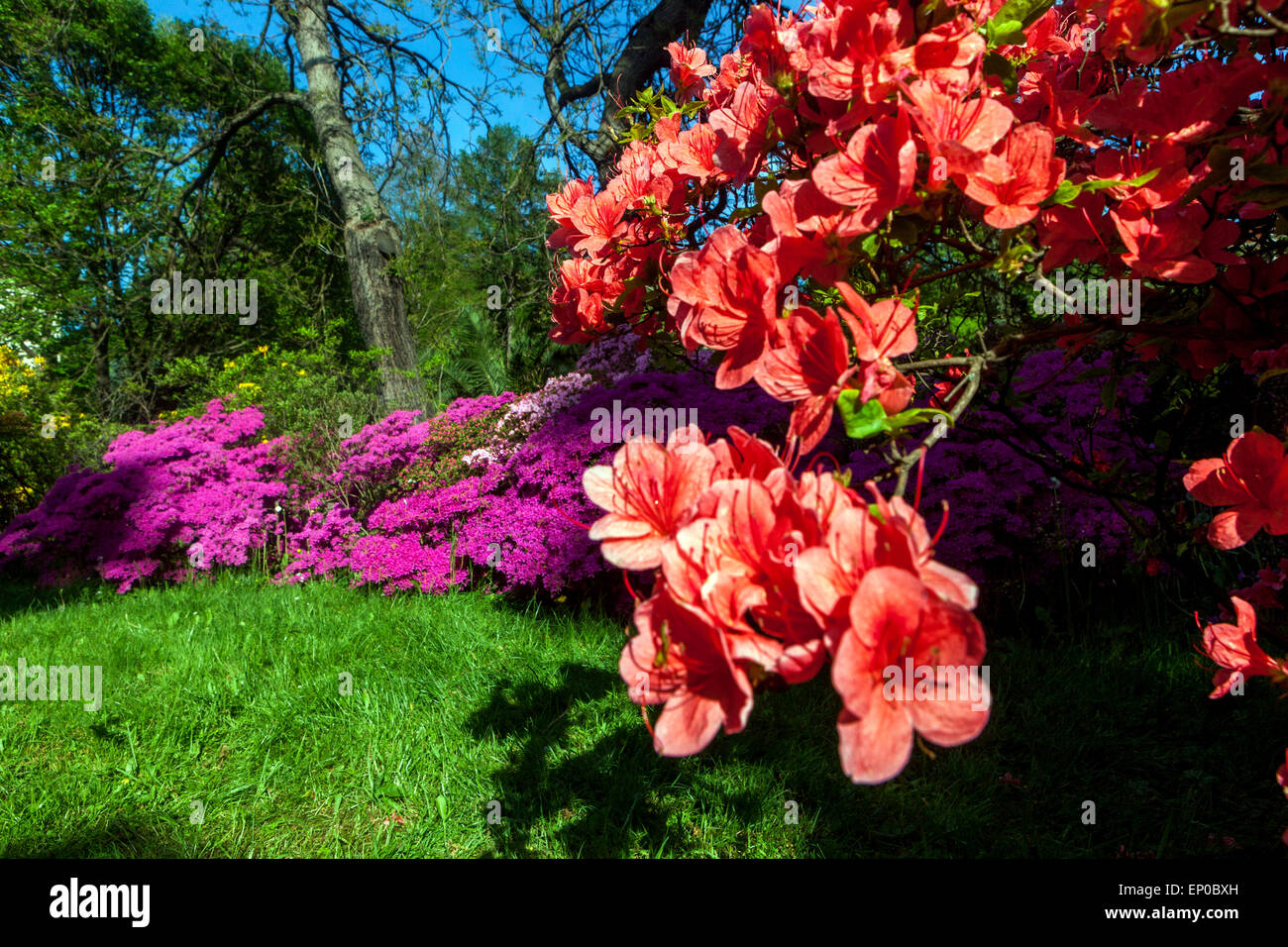 Arancio Azalea, rododendri fioritura giardino primavera bordo fiori giardino primavera scenario Foto Stock