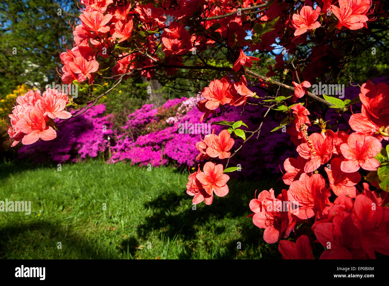 Orange azalee, rododendri arbusto fiore giardino Foto Stock