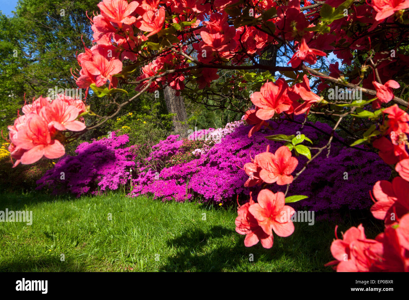 Azalea arancione, rododendro giardino arbusti Giardino fiori paesaggio colorato Foto Stock