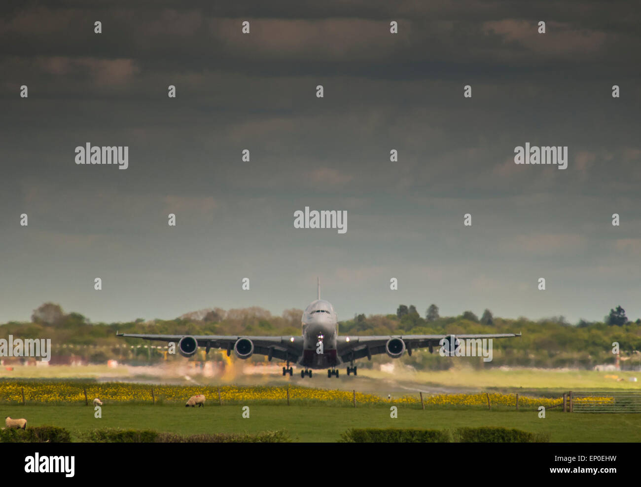 Dall'Aeroporto Gatwick di Londra, Surrey, Regno Unito. Il 12 maggio 2015. Meteo: Airbus A380 decolla oltre la colorata in giallo i campi di colza e pecore al pascolo su un luminoso caldo molla blustery pomeriggio con nubi sparse.. Credito: David Burr/Alamy Live News Foto Stock