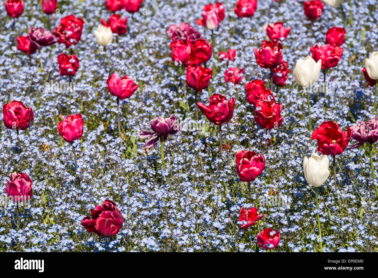 Tulipani rossi giardino in primavera Foto Stock