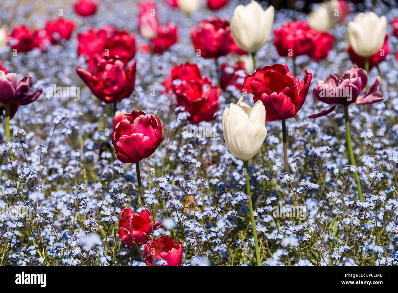 Tulipani rossi giardino in primavera Foto Stock