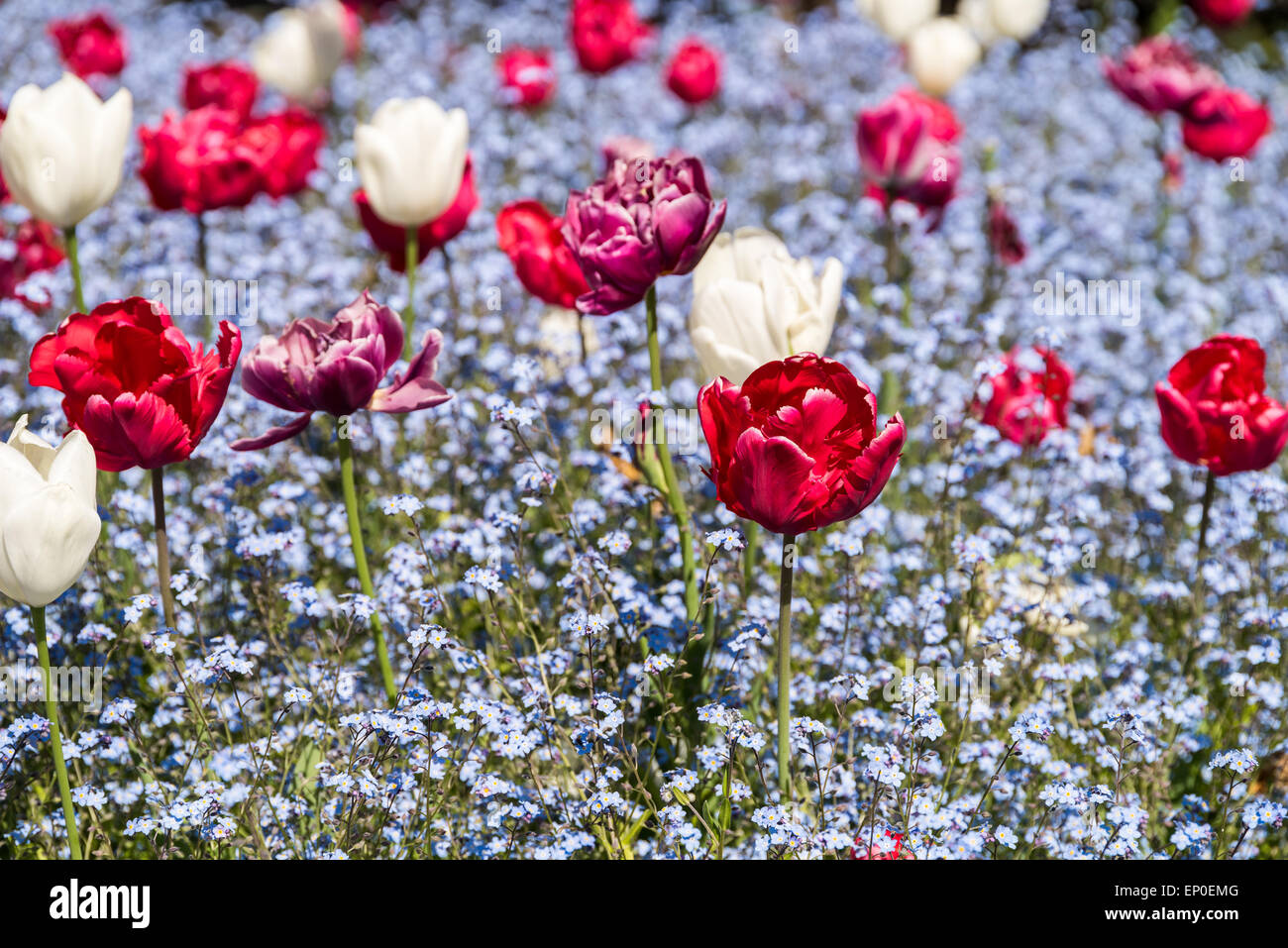 Tulipani rossi giardino in primavera Foto Stock