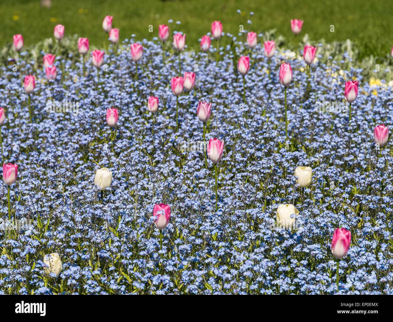 Tulipani rossi giardino in primavera Foto Stock