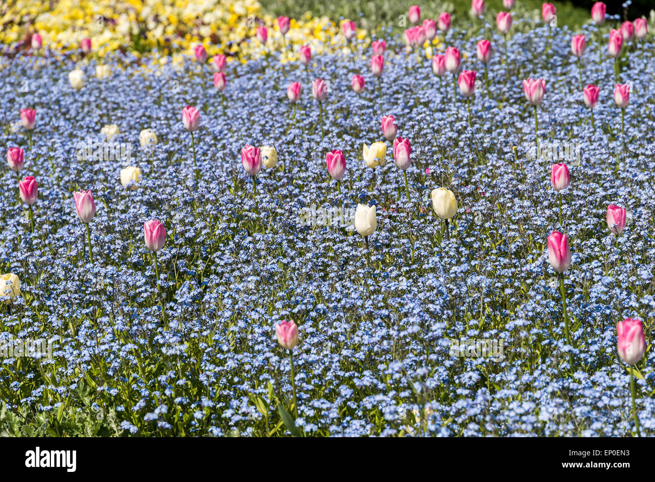 Tulipani rossi giardino in primavera Foto Stock