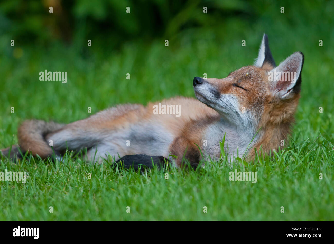 Una volpe rossa cub riposa in un giardino maturo su una giornata d'estate, Hastings, East Sussex, Regno Unito Foto Stock