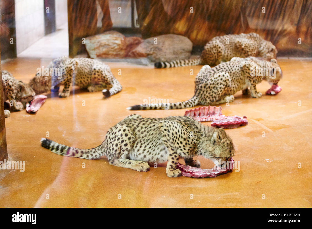 Gruppo giovani cheetah in alimentazione in un zoo Foto Stock