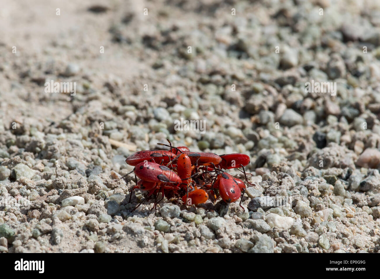 Un gruppo di rosso gli insetti sono la raccolta per una riunione. Kubu Island, Botswana, Africa. Foto Stock