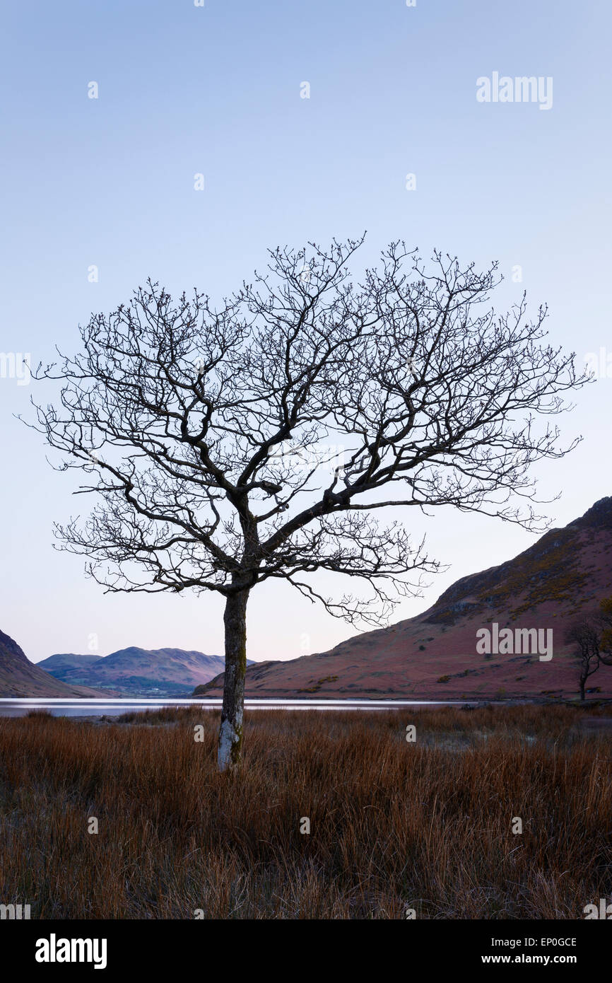 Un albero vicino alle rive del Crummock acqua all'alba, Lake District inglese Foto Stock