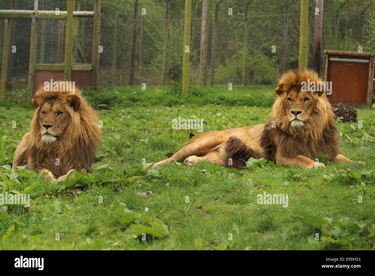 Lion enorme orgoglio maschio Foto Stock