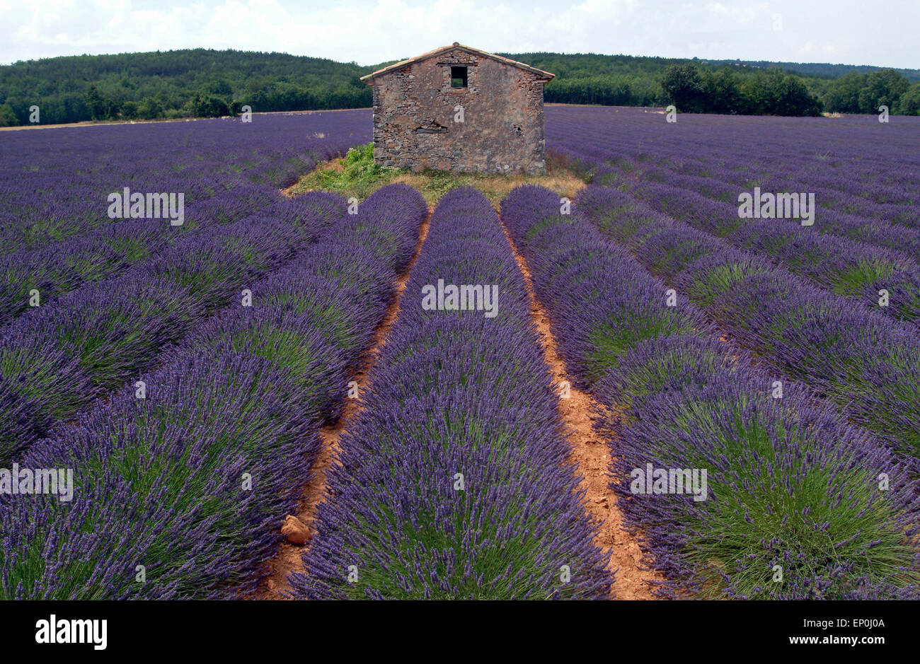 Campo di lavanda (Lavendula angustifolia) Provence Francia meridionale Foto Stock