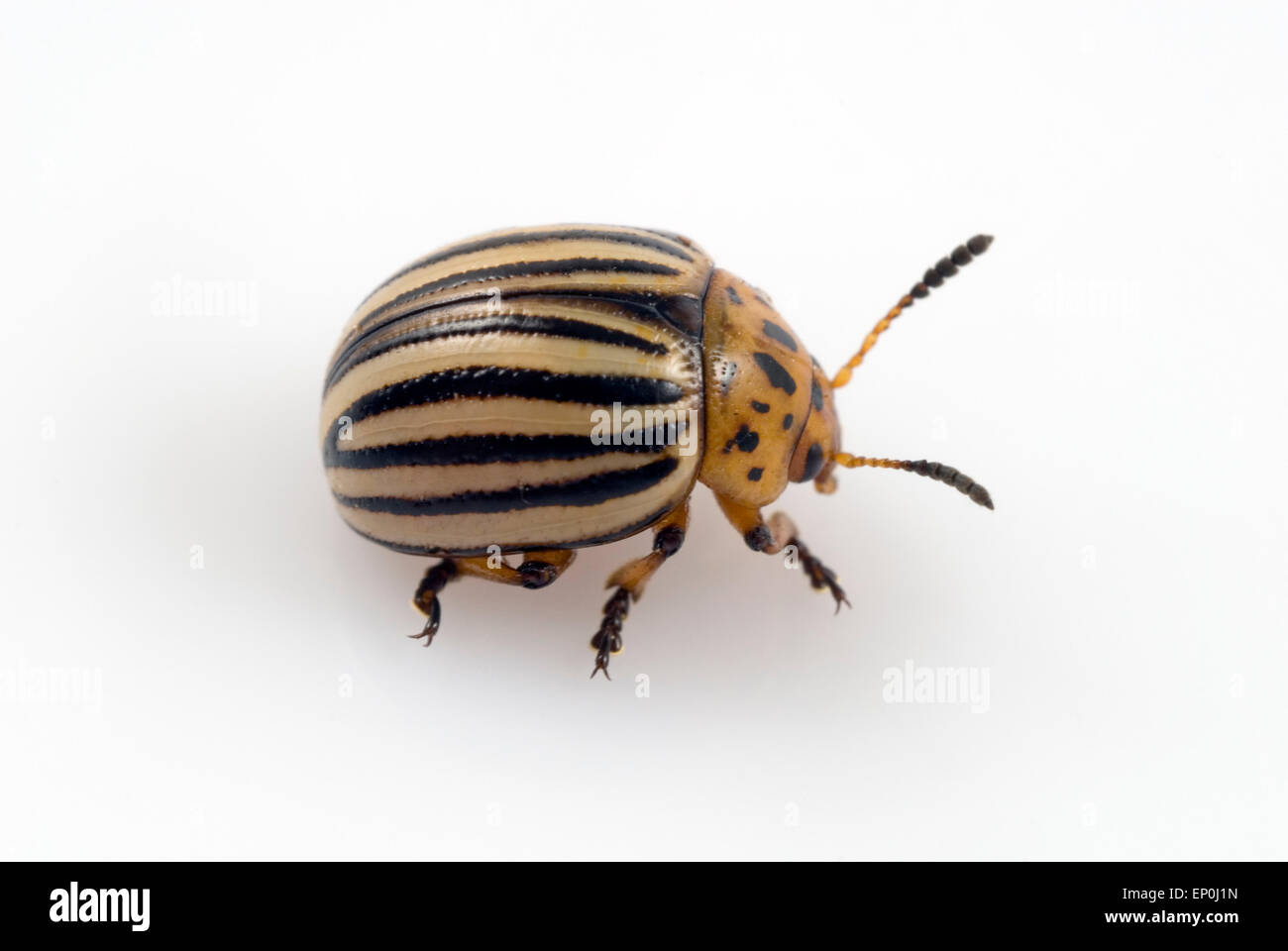Potato Beetle (Leptinotarsa decemlineata) studio shot Foto Stock