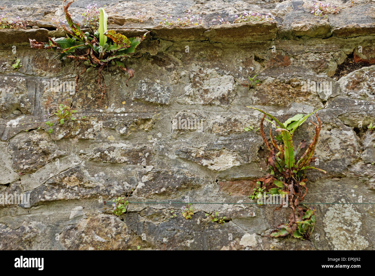 Hart la linguetta (felci Asplenium scolopendrium) sul muro di pietra Foto Stock