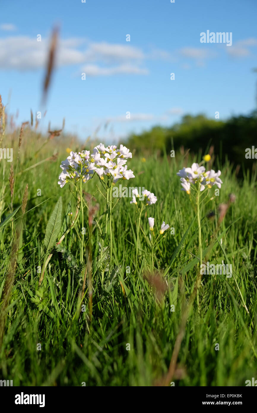 Cardamine pratensis wild bianco fiori di prato comunemente noto come il cuculo fiore o Lady's Smock in Herefordshire UK Maggio 2015 Foto Stock