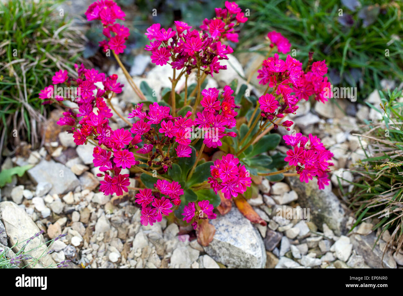 Lewisia cotyledon Alpine, Rockery Plants in Garden Foto Stock