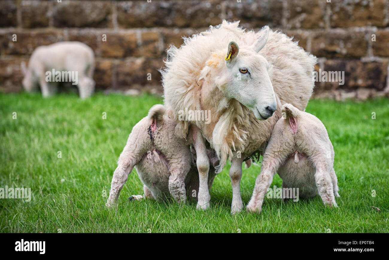 Due agnelli succhiare il latte dalla loro madre. Foto Stock